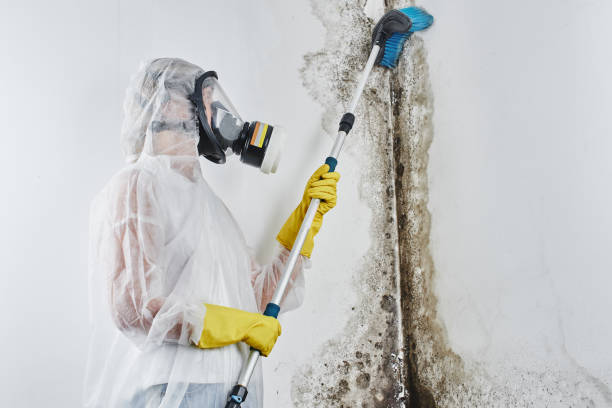 Certified Mold Removal in Laguna Beach, CA