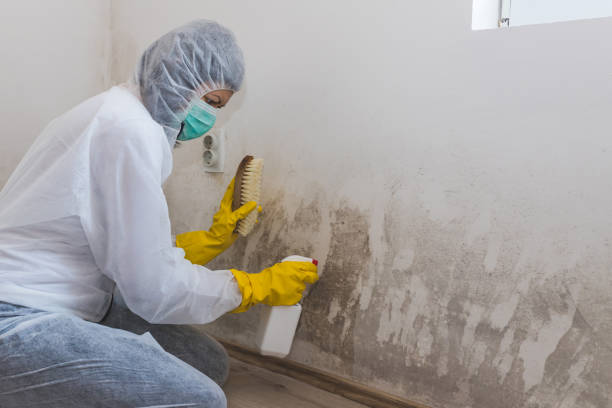 Best Crawl Space Mold Removal  in Laguna Beach, CA