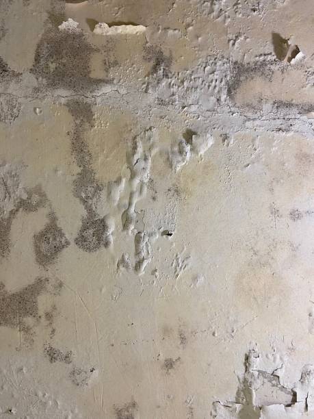 Best Residential Mold Removal  in Laguna Beach, CA