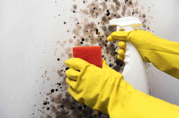 Best Attic Mold Removal  in Laguna Beach, CA